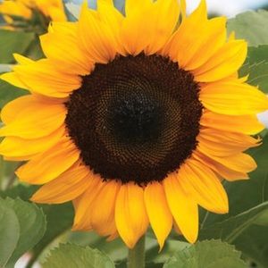 Meet your Posher, Audrey